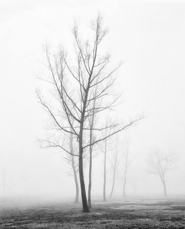 Seven trees in fog - Limited Edition 3 of 25 thumb