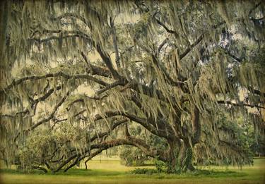 Moss-draped Live Oak Tree, Louisiana - Limited Edition 3 of 25 thumb