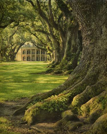 Oak roots and plantation house, Louisiana - Limited Edition 2 of 25 thumb
