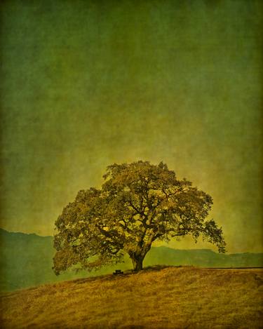 Oak and Bench, color study 2, California - Limited Edition 2 of 25 thumb