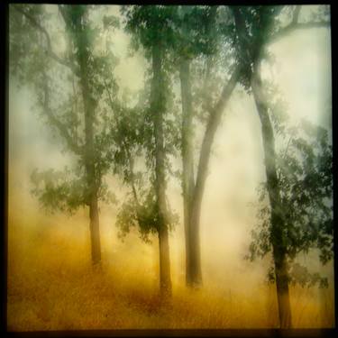 Four trees in fog, summer grass - Limited Edition of 50 thumb