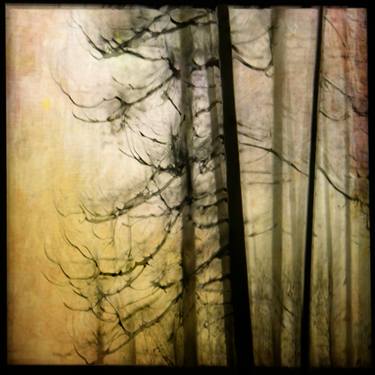 Original Abstract Tree Photography by William Guion