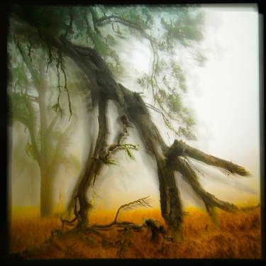 Fallen limb in fog - Limited Edition of 50 thumb