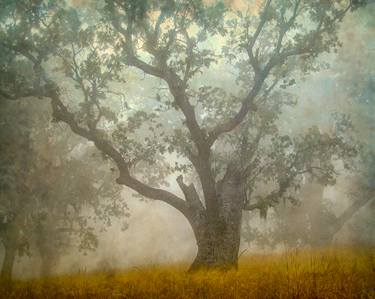 Original Tree Photography by William Guion