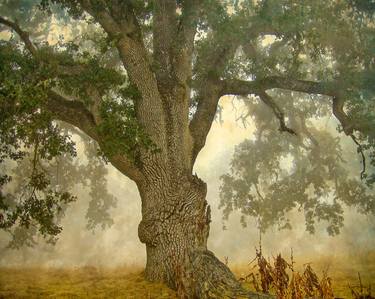 Blue oaks in fog, study 23 - Limited Edition of 15 thumb