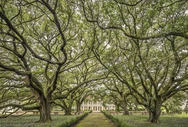 Plantation oaks, Louisiana - Limited Edition of 25 thumb