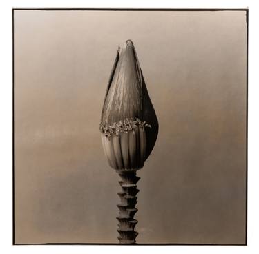 Print of Conceptual Floral Photography by Paul Gadd