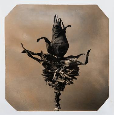 Print of Conceptual Botanic Photography by Paul Gadd