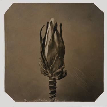 Original Black & White Botanic Photography by Paul Gadd