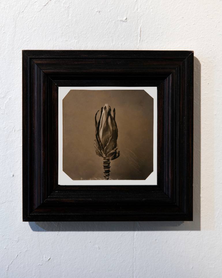 Original Black & White Botanic Photography by Paul Gadd