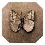 Collection Art for the Treasure Hunter