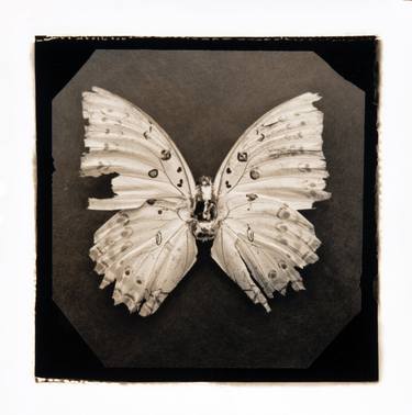 Original Black & White Still Life Photography by Paul Gadd