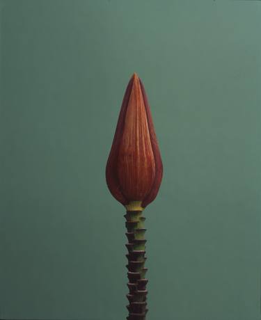 Print of Botanic Photography by Paul Gadd