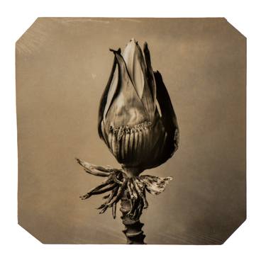 Original Conceptual Botanic Photography by Paul Gadd