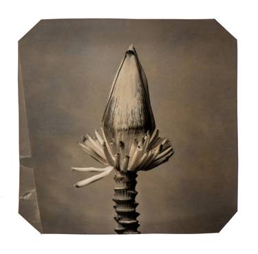 Original Conceptual Botanic Photography by Paul Gadd