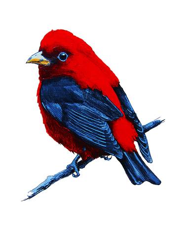 Red cardinal thumb