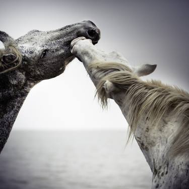 Original Fine Art Animal Photography by Tori Gagne