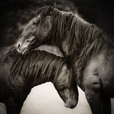 Original Animal Photography by Tori Gagne