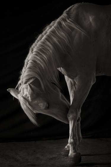 Original Fine Art Horse Photography by Tori Gagne