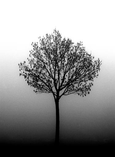 Print of Conceptual Tree Photography by Saša Ćetković