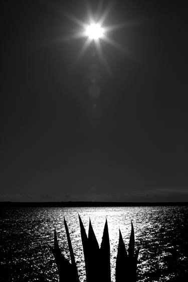 Print of Documentary Nature Photography by Saša Ćetković