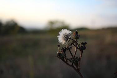 Tranquility flower - Limited Edition 1 of 1 thumb