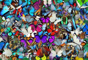 A Thousand Butterflies came out to Play thumb