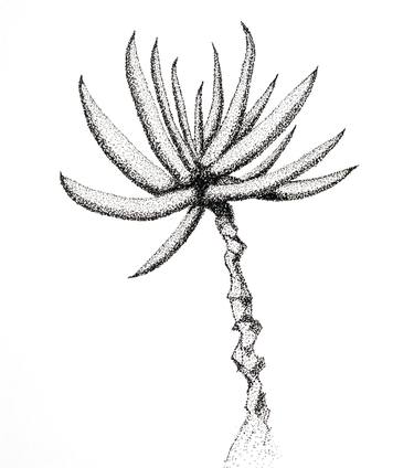 Original Illustration Botanic Drawing by Deborah Lambert