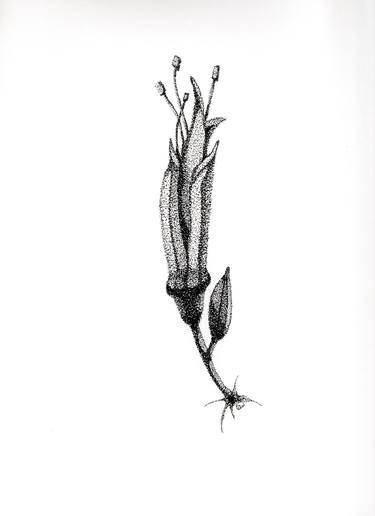 Original Botanic Drawings by Deborah Lambert