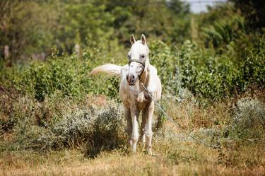 Original Animal Photography by Dan Cotruta