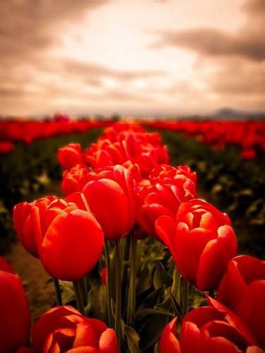 Red Tulips - Limited Edition 1 of 1 thumb