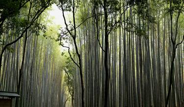 "Bamboo Forest" Kyoto, Japan limited edition 3 of 15 thumb