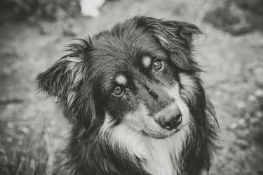 Black and white portrait of friendly little black dog - Limited Edition 1 of 1 thumb