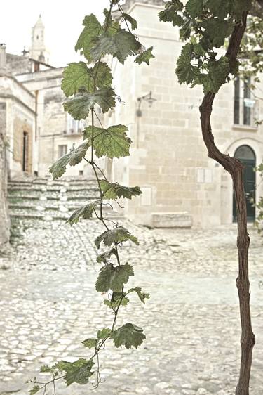 Grapevine branch in the picturesque panorama of Matera. IT002_016 thumb