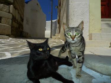 Original Documentary Cats Photography by Anthony Georgieff