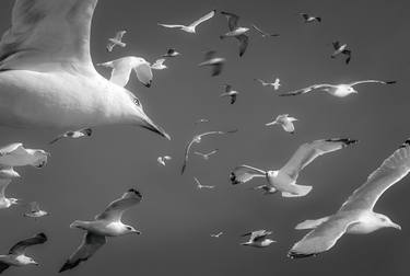Seagulls, Limited Edition 1 of 5 thumb