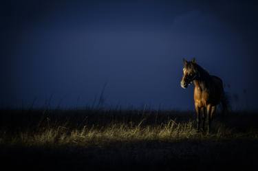 Print of Documentary Horse Photography by Anthony Georgieff
