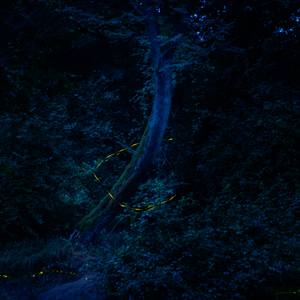 Collection Dance of the Fireflies