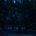 Dance of the Fireflies