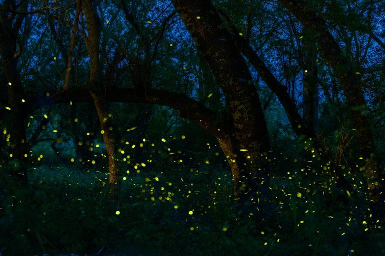 Dance of the Fireflies No. 60 - Limited Edition of 5 Photography by ...