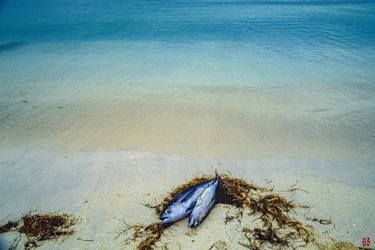 Original Fine Art Fish Photography by David Stone