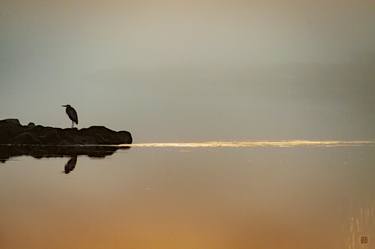 Heron at Sunrise - Limited Edition of 25 thumb