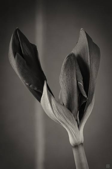Original Fine Art Floral Photography by David Stone