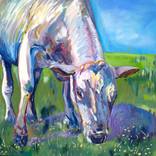 Collection Cows