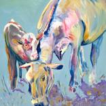 Collection Cows