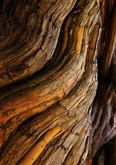 Original Abstract Tree Photography by Christopher N