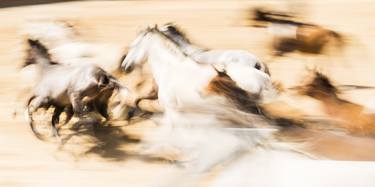Original Abstract Expressionism Animal Photography by ANDREW LEVER