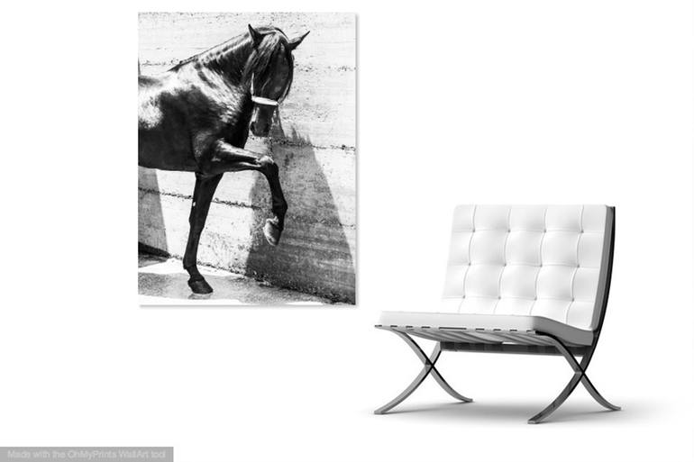 Original Documentary Animal Photography by Andrew Lever