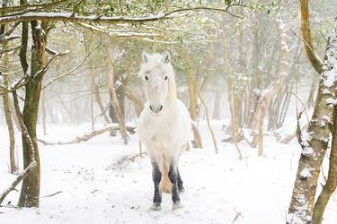 SNOW HORSES - Limited Edition 1 of 20 thumb
