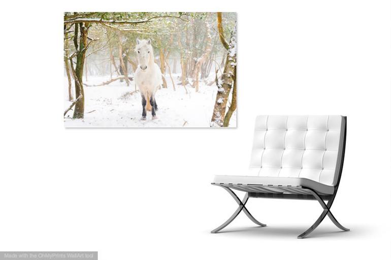 Original Other Animal Photography by Andrew Lever